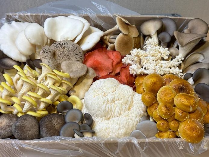 leading-gourment-and-medicinal-mushroom-farm-in-melbourne-for-sale-3
