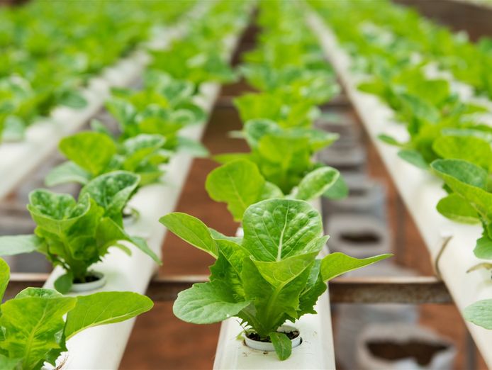 longstanding-amp-scalable-fish-amp-vegetable-production-wholesaler-and-restaurant-0