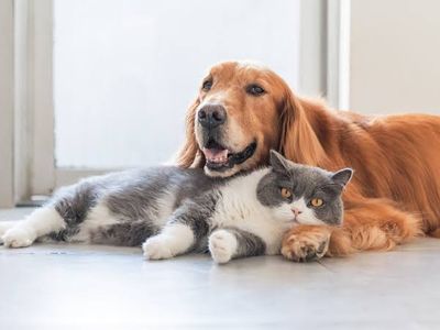 specialist-pet-wellness-natural-nutrition-business-established-brand-1