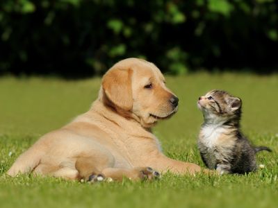 specialist-pet-wellness-natural-nutrition-business-established-brand-2