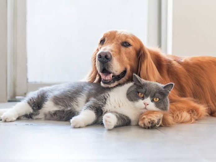 specialist-pet-wellness-natural-nutrition-business-established-brand-1