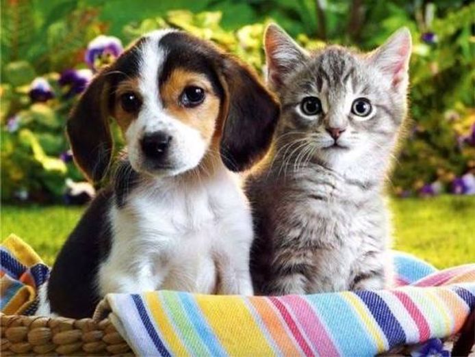 specialist-pet-wellness-natural-nutrition-business-established-brand-0