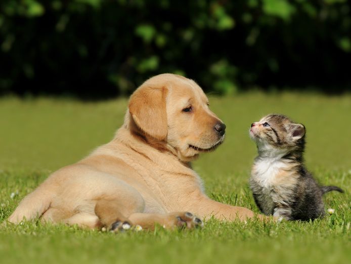 specialist-pet-wellness-natural-nutrition-business-established-brand-2