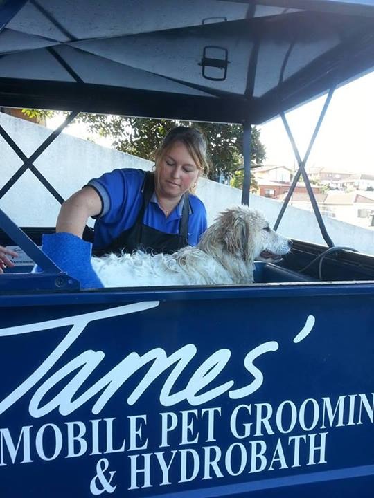 Love dogs? Want to work for yourself! Pet/Dog Grooming