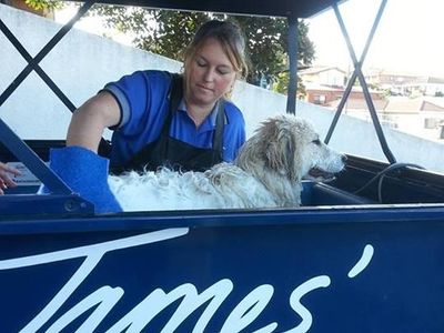 pet-dog-grooming-hydrobath-mobile-business-james-home-services-4