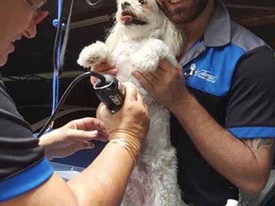 pet-dog-grooming-hydrobath-mobile-business-james-home-services-7