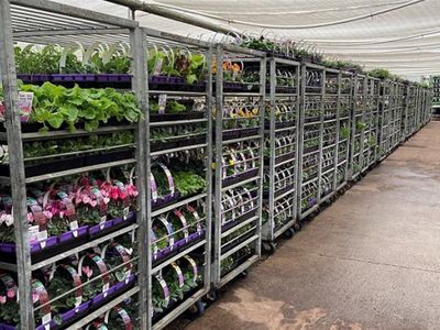 invest-and-grow-with-easy-colour-wholesale-nursery-4