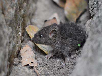 pest-control-business-launceston-tas-3