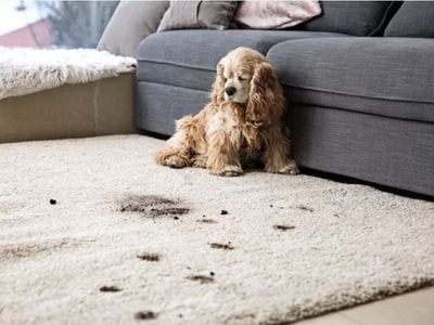highly-successful-carpet-cleaning-6