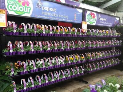 invest-and-grow-with-easy-colour-wholesale-nursery-5