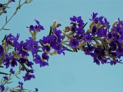 wholesale-nursery-amp-2-93-hectare-freehold-property-0