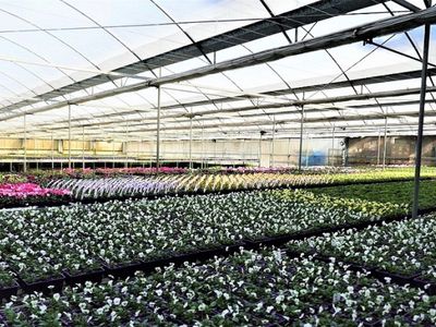 invest-and-grow-with-easy-colour-wholesale-nursery-9