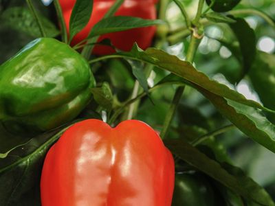hydroponic-vegetable-crop-farm-land-buildings-amp-machinery-9