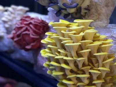 indoor-mushroom-farm-booming-industry-2