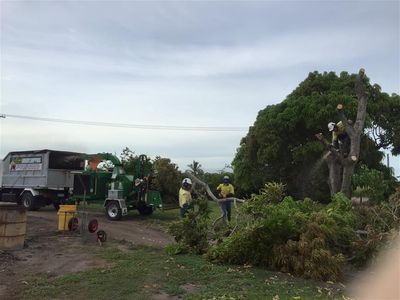 long-established-tree-services-business-coastal-lifestyle-5