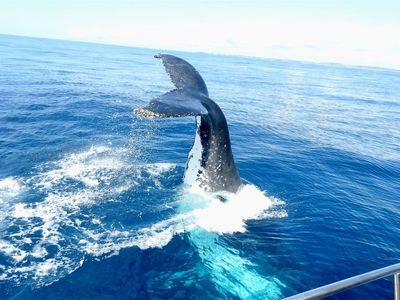 exclusive-marine-tourism-business-2