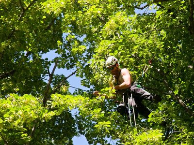 expand-your-reach-with-this-proven-arboriculture-operation-7