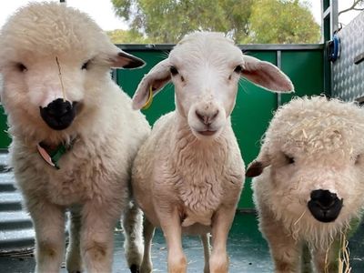 the-ultimate-kids-party-event-hire-business-fun-farm-2u-9