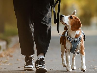 very-enjoyable-business-beautiful-pets-1