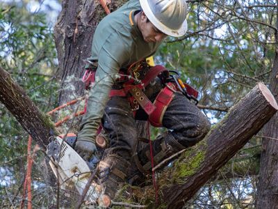 arborist-business-highly-profitable-2