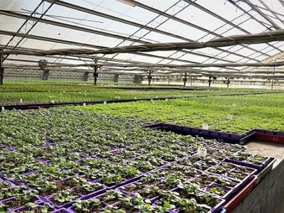 invest-and-grow-with-easy-colour-wholesale-nursery-7