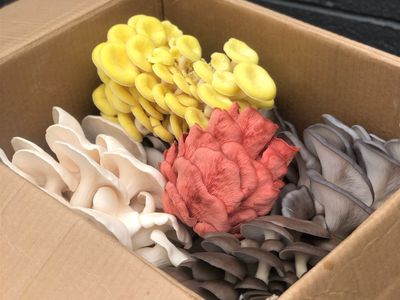 indoor-mushroom-farm-booming-industry-3