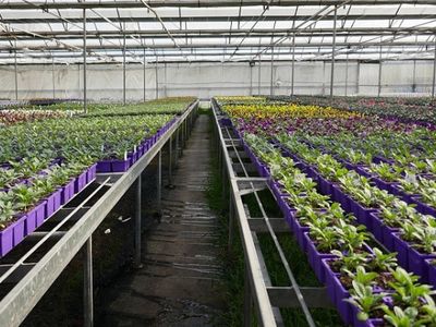 invest-and-grow-with-easy-colour-wholesale-nursery-3