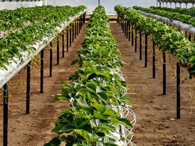 coming-soon-unique-business-hydroponics-industry-0