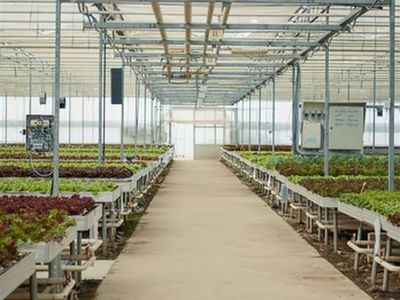 coming-soon-unique-business-hydroponics-industry-1