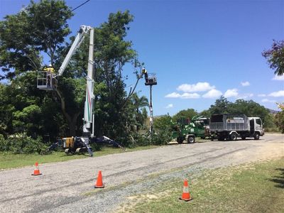 long-established-tree-services-business-coastal-lifestyle-3