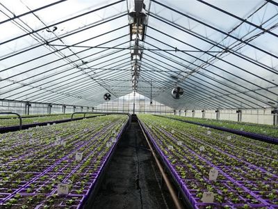 invest-and-grow-with-easy-colour-wholesale-nursery-2