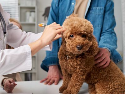 white-collar-business-vet-equine-pet-sectors-2