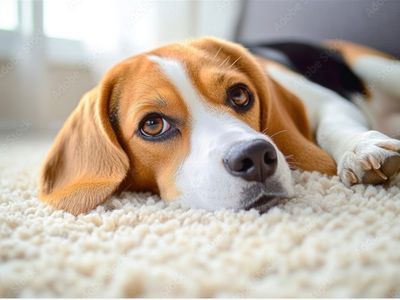 established-flooring-and-window-furnishings-business-mackay-4