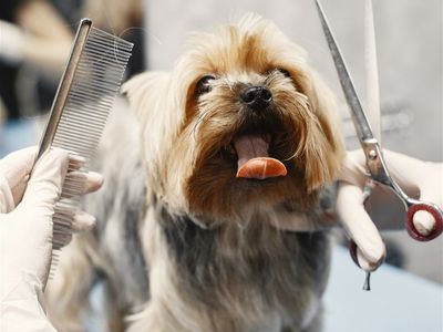 pet-grooming-business-western-suburbs-1