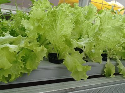 coming-soon-unique-business-hydroponics-industry-3