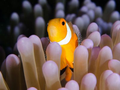 profitable-shed-supply-business-in-mackay-qld-0