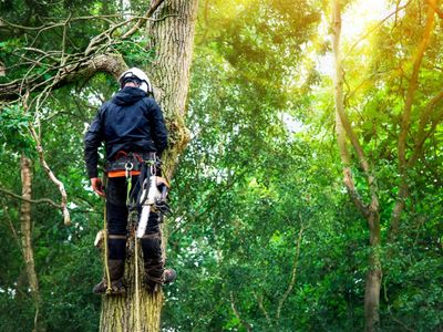 expand-your-reach-with-this-proven-arboriculture-operation-8
