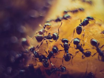 pest-control-business-launceston-tas-0