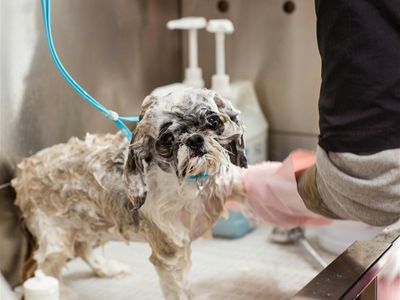 pet-grooming-business-western-suburbs-2