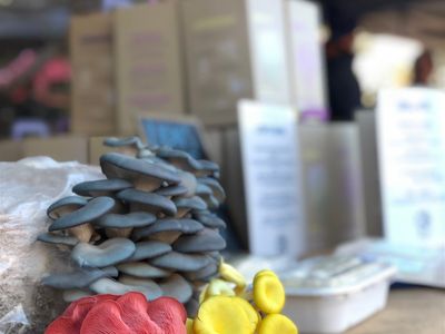 indoor-mushroom-farm-booming-industry-0