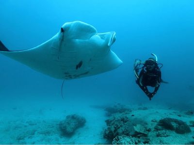 ningaloo-diving-business-wow-9