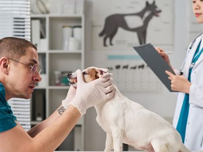 national-sales-agency-business-vet-clinic-related-1