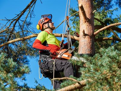 expand-your-reach-with-this-proven-arboriculture-operation-0