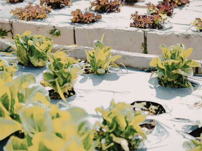 coming-soon-unique-business-hydroponics-industry-2