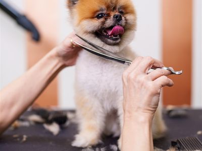coming-soon-established-pet-grooming-business-0