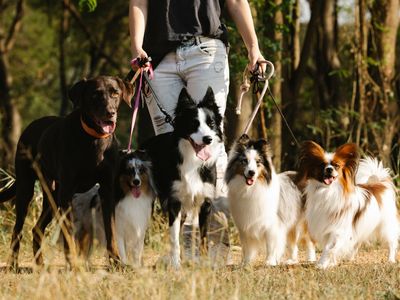 lifestyle-dog-walking-business-2