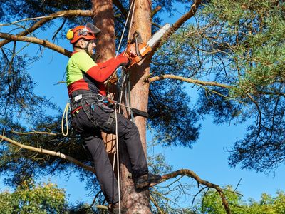 proven-arboriculture-business-with-management-potential-1