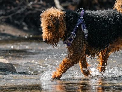 lifestyle-dog-walking-business-1