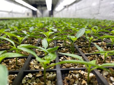 hydroponic-vegetable-crop-farm-land-buildings-amp-machinery-8