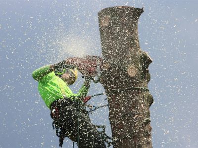 proven-arboriculture-business-with-management-potential-2
